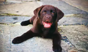 Czy labrador uczula? Odkryj, co musisz wiedzieć przed zakupem psa