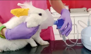 Biały króliczek z bandażem na nosku dostaje inhalację. Weterynarz podtrzymuje mu maskę, by pomóc w leczeniu.