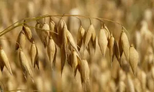 Czy owies uczula? Objawy alergii i ryzyko dla zdrowia
