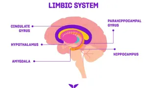 Schemat układu limbicznego mózgu, z zaznaczonym ciałem migdałowatym (amygdala), hipokampem i innymi strukturami.