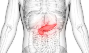 Anatomia człowieka: podświetlona na czerwono trzustka wewnątrz przezroczystego torsu.
