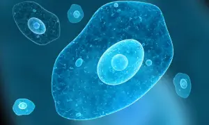 Wielokomórkowa ameba, co to? Zobacz, jak wygląda ten jednokomórkowy organizm w powiększeniu.