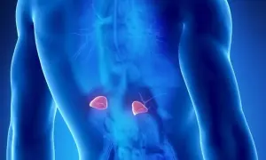 Anatomical illustration showing adrenal glands. Może to być wizualizacja pierwszych objawów guza nadnercza.