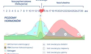 Wykres pokazuje poziomy hormonów w cyklu menstruacyjnym, zaznaczając owulację około 14. dnia.