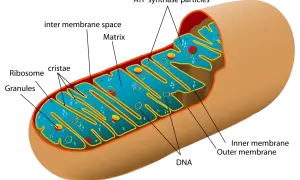Przekrój przez mitochondrium, pokazujący jego wewnętrzną strukturę z grzebieniami i matrix. To centrum energetyczne komórki.