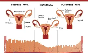Cykl menstruacyjny: faza przedmiesiączkowa, miesiączkowa i po-miesiączkowa. Wyjaśnia, pms co to jest, pokazując zmiany w jajnikach i macicy.