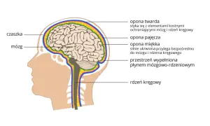 Schematyczny przekrój głowy ukazujący mózg, rdzeń kręgowy i opony mózgowo-rdzeniowe, kluczowe elementy układu nerwowego.
