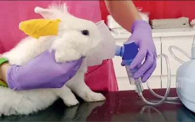 Biały króliczek z bandażem na nosku dostaje inhalację. Weterynarz podtrzymuje mu maskę, by pomóc w leczeniu.