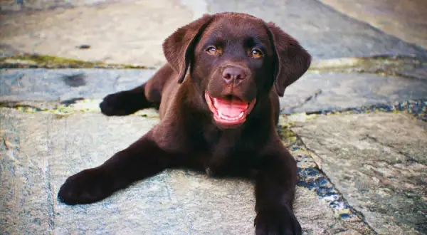 Czy labrador uczula? Odkryj, co musisz wiedzieć przed zakupem psa