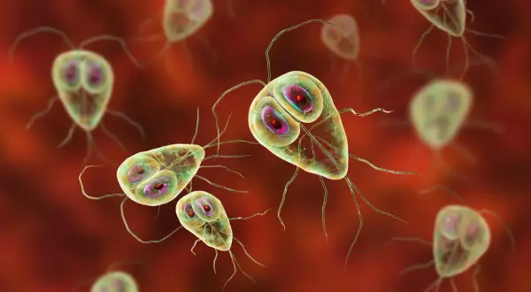Widok mikroskopowy pasożytów Giardia lamblia, które mogą powodować problemy żołądkowe i biegunkę, czyli lamblia objawy.