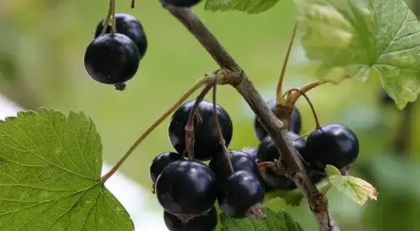 Czy czarna porzeczka uczula? Sprawdź, co musisz wiedzieć o alergiach
