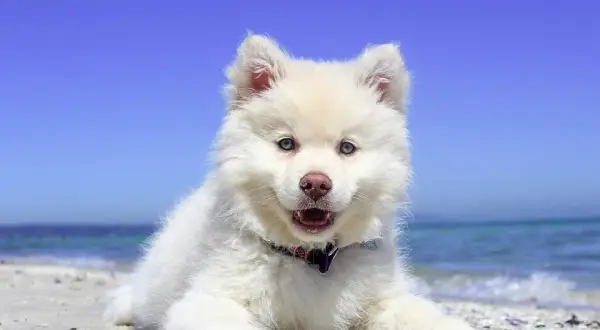 Czy samoyed uczula? Sprawdź, jak uniknąć alergii na psa