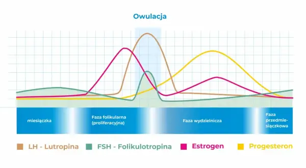Wykres cyklu menstruacyjnego: wzrost estrogenu przed owulacją, a potem progesteronu. LH i FSH również się zmieniają.
