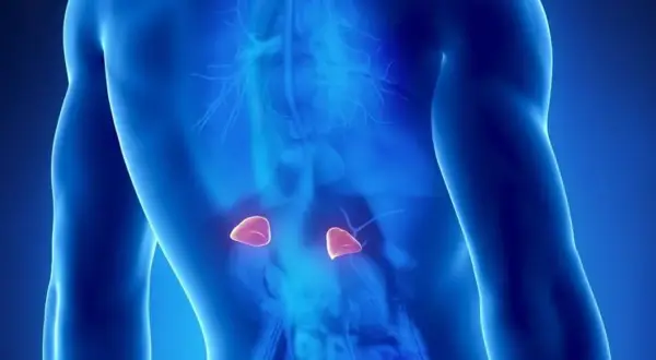 Anatomical illustration showing adrenal glands. Może to być wizualizacja pierwszych objawów guza nadnercza.