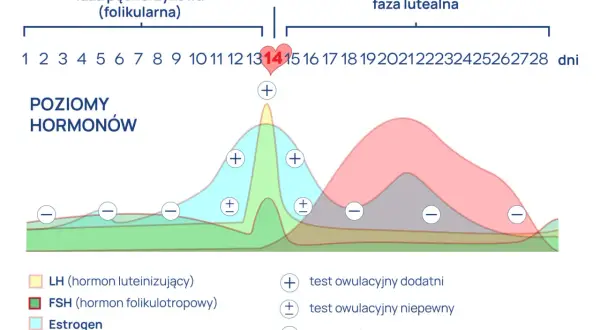 Wykres pokazuje poziomy hormonów w cyklu menstruacyjnym, zaznaczając owulację około 14. dnia.