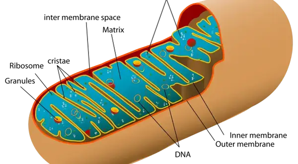 Przekrój przez mitochondrium, pokazujący jego wewnętrzną strukturę z grzebieniami i matrix. To centrum energetyczne komórki.