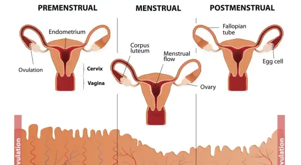 Cykl menstruacyjny: faza przedmiesiączkowa, miesiączkowa i po-miesiączkowa. Wyjaśnia, pms co to jest, pokazując zmiany w jajnikach i macicy.