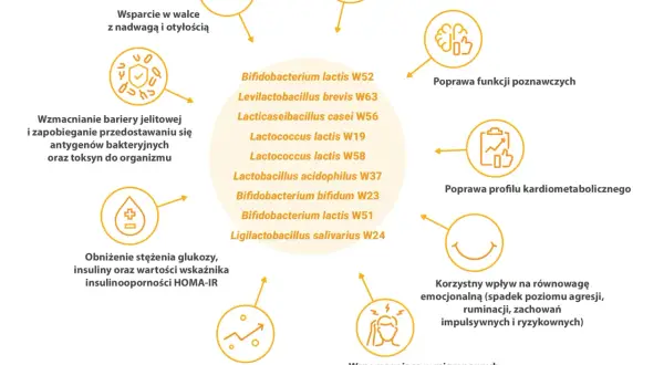 Schemat przedstawiający korzyści z probiotyków: wsparcie w walce z nadwagą, ochrona jelit, poprawa funkcji poznawczych.