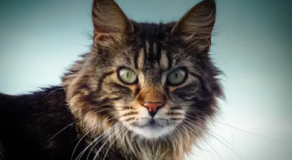 Maine Coon czy uczula? Prawda o alergiach i kotach tej rasy
