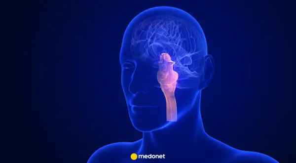 Anatomia mózgu z wyróżnionym, podświetlonym na różowo pniem mózgu, kluczowym dla funkcji życiowych.