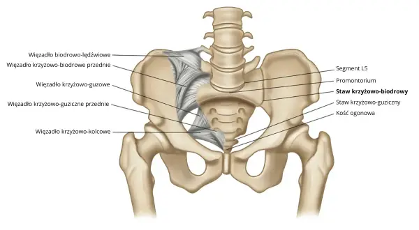 Anatomia miednicy z zaznaczonym stawem krzyżowo-biodrowym i więzadłami.