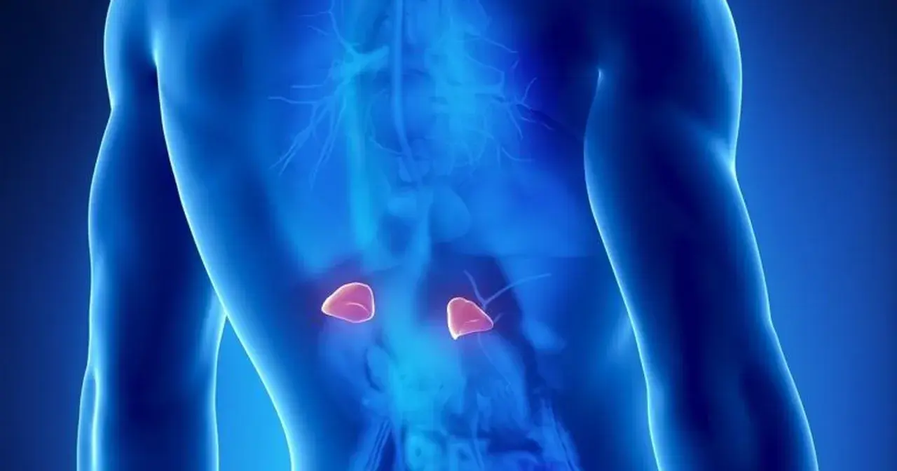 Anatomical illustration showing adrenal glands. Może to być wizualizacja pierwszych objawów guza nadnercza.