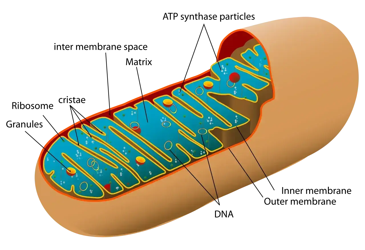 Przekrój przez mitochondrium, pokazujący jego wewnętrzną strukturę z grzebieniami i matrix. To centrum energetyczne komórki.
