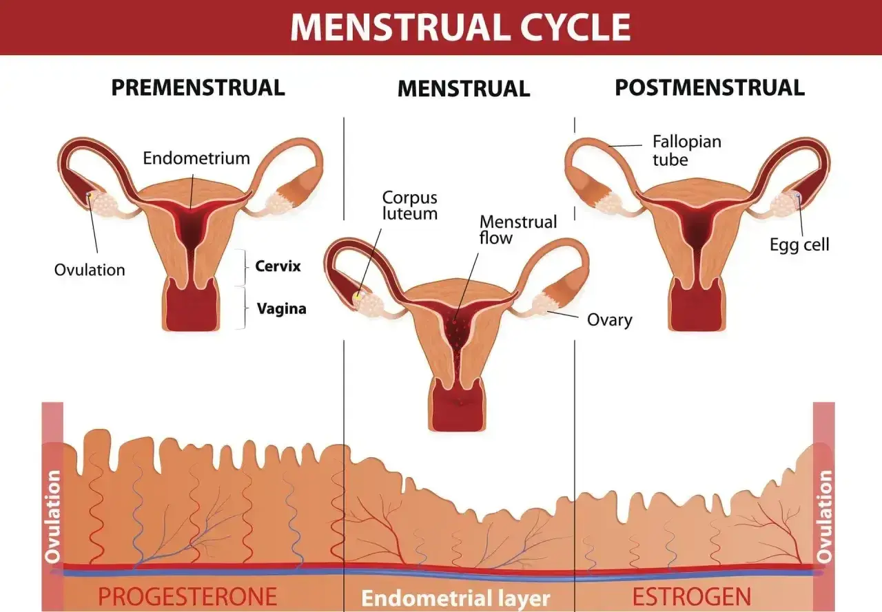 Cykl menstruacyjny: faza przedmiesiączkowa, miesiączkowa i po-miesiączkowa. Wyjaśnia, pms co to jest, pokazując zmiany w jajnikach i macicy.