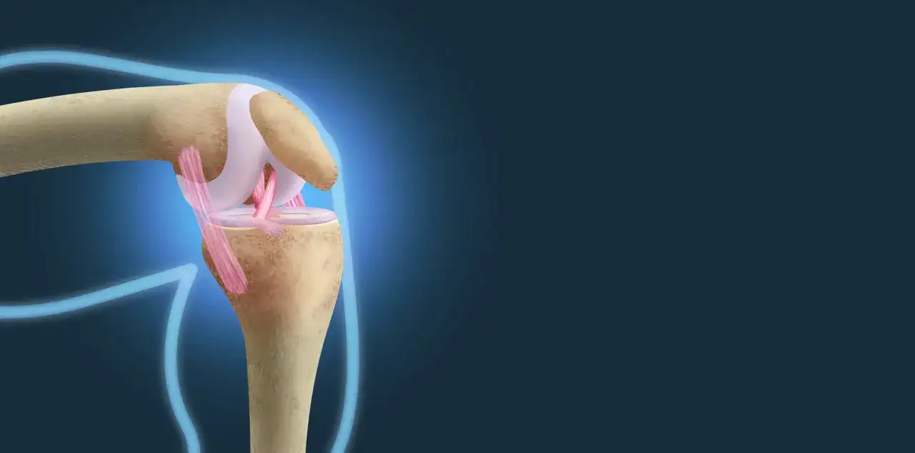 Anatomia kolana z widocznymi więzadłami, które stabilizują staw.
