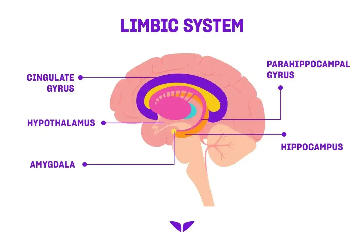 Schemat układu limbicznego mózgu, z zaznaczonym ciałem migdałowatym (amygdala), hipokampem i innymi strukturami.