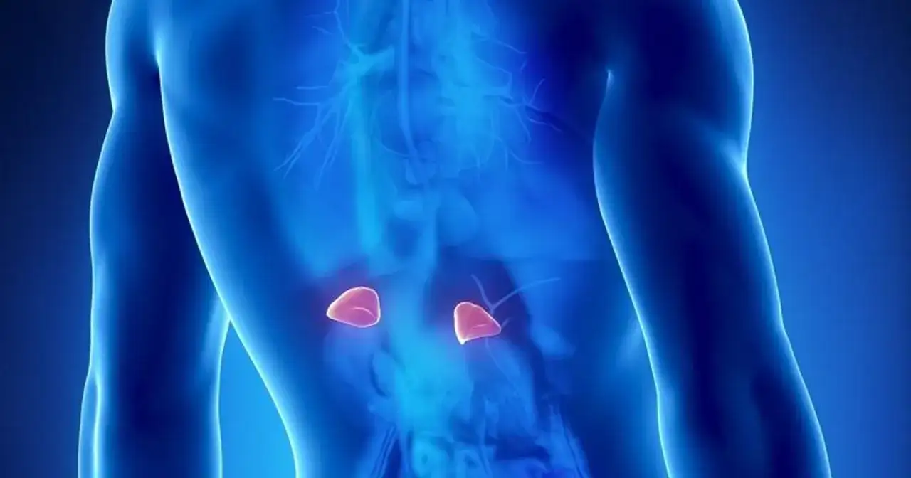 Anatomical illustration showing adrenal glands. Może to być wizualizacja pierwszych objawów guza nadnercza.