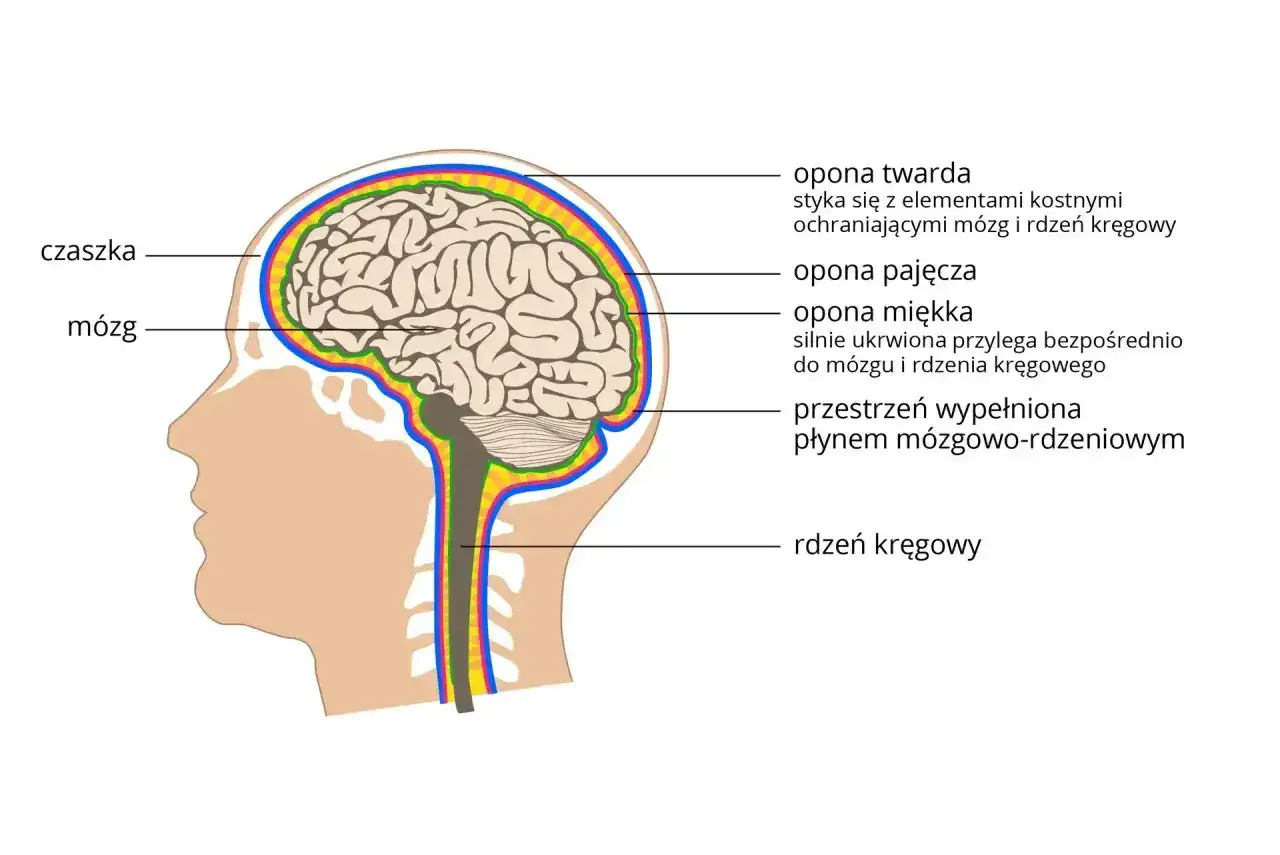 Schematyczny przekrój głowy ukazujący mózg, rdzeń kręgowy i opony mózgowo-rdzeniowe, kluczowe elementy układu nerwowego.