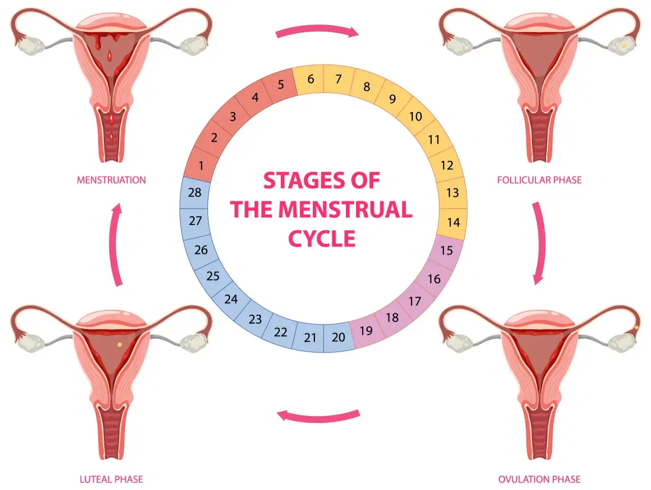 Cykl menstruacyjny: miesiączka, faza folikularna, owulacja, faza lutealna. Zrozumienie cyklu pomaga w planowaniu, a nie w tym, jak przyspieszyć okres.