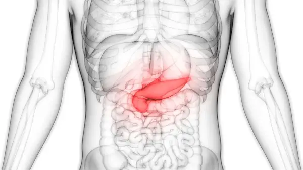 Anatomia człowieka: podświetlona na czerwono trzustka wewnątrz przezroczystego torsu.