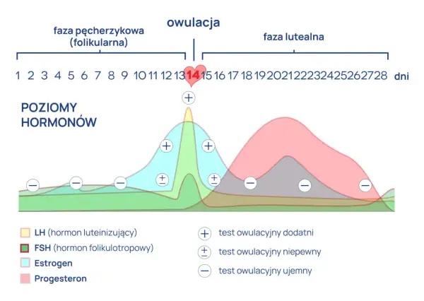 Wykres pokazuje poziomy hormonów w cyklu menstruacyjnym, zaznaczając owulację około 14. dnia.