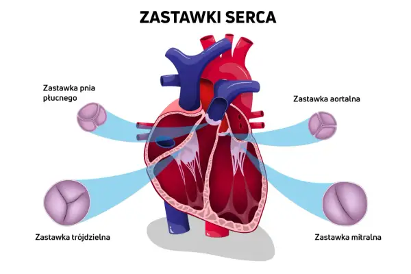 Schemat przedstawia budowę serca człowieka z zaznaczonymi zastawkami: pnia płucnego, aortalną, trójdzielną i mitralną.