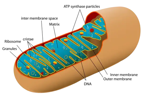 Przekrój przez mitochondrium, pokazujący jego wewnętrzną strukturę z grzebieniami i matrix. To centrum energetyczne komórki.