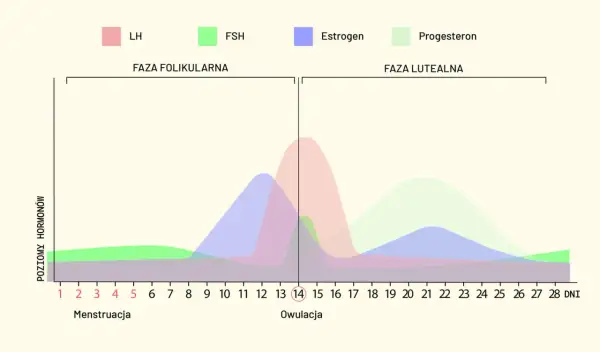 Wykres przedstawia zmiany poziomu hormonów (LH, FSH, estrogen, progesteron) w trakcie cyklu miesiączkowego, od menstruacji przez owulację do fazy lutealnej.