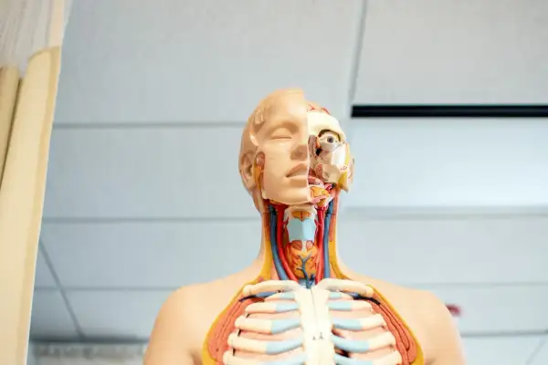 Model anatomiczny pokazuje szczegóły głowy i klatki piersiowej, w tym budowę gardła.