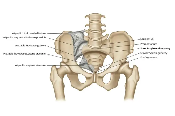 Anatomia miednicy z zaznaczonym stawem krzyżowo-biodrowym i więzadłami.