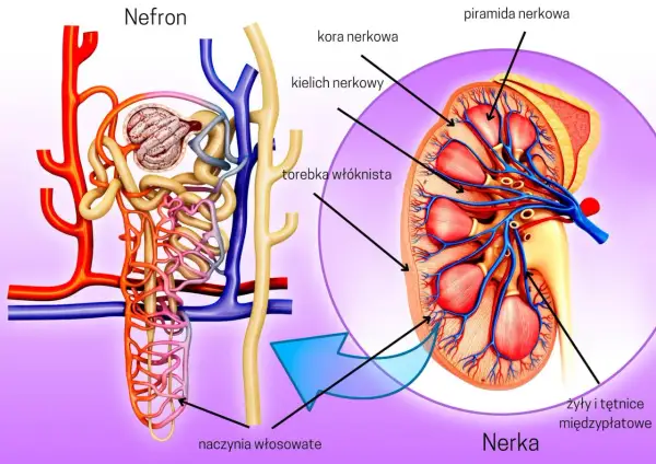 Ilustracja przedstawia budowę nefronu i przekrój nerki z zaznaczonymi elementami.
